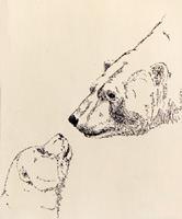 polar bear wildlife pencil sketch painting Polar Bear drawing Churchill MB Original Pen & ink drawingPencil Sketches / Drawings / Illustration ? Ink Drawings & Original Art by Vancouver BC Artist Kim Hunter a.k.a.INDIGO pencil drawing  by Canadian Vancouver BC Artist INDIGO aka Kim Hunter Pencil Sketches / Drawings / Illustration Flowers Wildlife Landscapes Sketches Ink Drawings & Original Art & illustration landscape sketches, wildlife, nudes, people, portraits, pets, Art & Design Pencil, graphite & ink sketches & drawings by Kim Hunter freelance professional artist