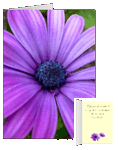 Purple Daisy Cards Custom Message Purple Flower Card