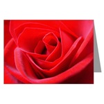 Red Rose Gifts Shop Roses Greeting Cards Romantic red rose art prints, Romantic Love Gifts, Lapel Rose T-shirts, rose cards, sweaters, rose mouspads, boxes, rose thong panties coasters, mugs, keepsakes, pillows, magnets & more!