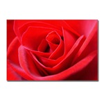 Red Rose Gifts Shop Roses Greeting Cards Romantic red rose art prints, Romantic Love Gifts, Lapel Rose T-shirts, rose cards, sweaters, rose mouspads, boxes, rose thong panties coasters, mugs, keepsakes, pillows, magnets & more!