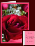 Formal Red Rose Cards Personalized Red Rose Greeting Cards 
