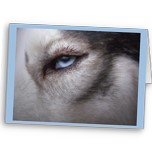 Husky Cards Siberian Husky Greeting Cards & Sled Dog Cards Alaskan Malamute Husky Wolf Cross Dog Cards & Postcards Shop Online