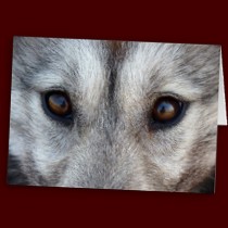 Customized Wolf Pup Greeting Cards Wildlife Card