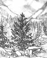 thumbnails/pencil Sketch Mountain View from the Lilloette River bank pencil drawing by contemporary Canadian Winding dirt road on Mayne Island BC by contemporary Canadian Artist INDIGO aka Kim Hunter pencil drawing  by Canadian Vancouver BC Artist INDIGO aka Kim Hunter Pencil Sketches / Drawings / Illustration Flowers Wildlife Landscapes Sketches Ink Drawings & Original Art & illustration landscape sketches, wildlife, nudes, people, portraits, pets, Art & Design Pencil, graphite & ink sketches & drawings by Kim Hunter freelance professional artist