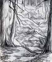 Landscape Pencil sketch done while on Mayne Island pencil drawing  by contemporary Canadian Artist INDIGO aka Kim Hunter