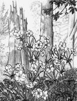pencil sketch of wild white roses in Stanley Park Vancouver BC pencil drawing  by contemporary Canadian Artist INDIGO aka Kim Hunter