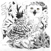 thumbnails/snowy_owl_ink_sketch.jpg