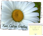 Daisy Cards Personalized White Daisy Flower Cards Custom Greeting Cards