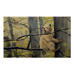 Kermode Bear Art Prints Art Posters Canadian Bear Prints
